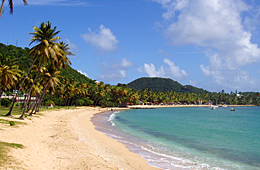 Palm tree beach Antigua