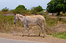 Donkey on road 